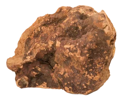 Racine de bruyère, 150-300 gr