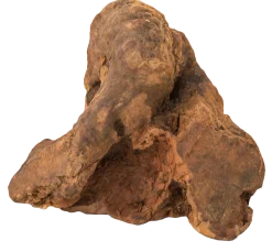Racine de bruyère, 300-500 gr