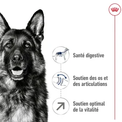 Royal Canin Maxi Adult +5 15 kg
