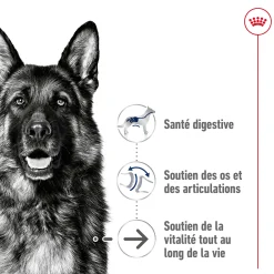 Royal Canin Maxi Ageing 8+ 3 kg