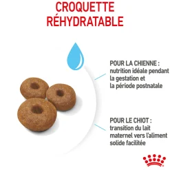 Royal Canin Maxi Starter M&B 4 kg