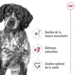 Royal Canin Medium Adult 3 kg