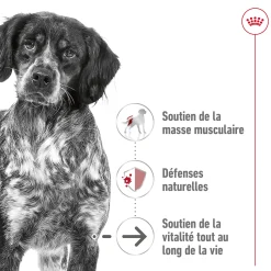 Royal Canin Medium Ageing 10+ 15 kg