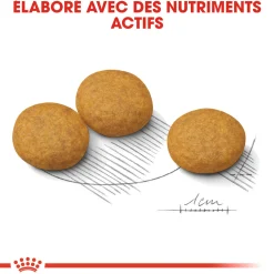 Royal Canin Medium DermaConfort