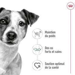 Royal Canin Mini Adult 8 kg