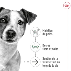 Royal Canin Mini Ageing +12