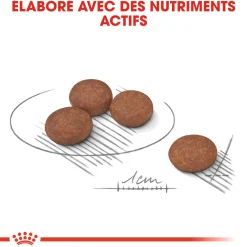Royal canin Mini Digestive Care