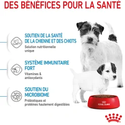 Royal Canin Mini Starter M&B 4 kg