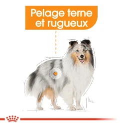 Royal Canin Wet Chien Coat Care Mousse - 12 x 85 g