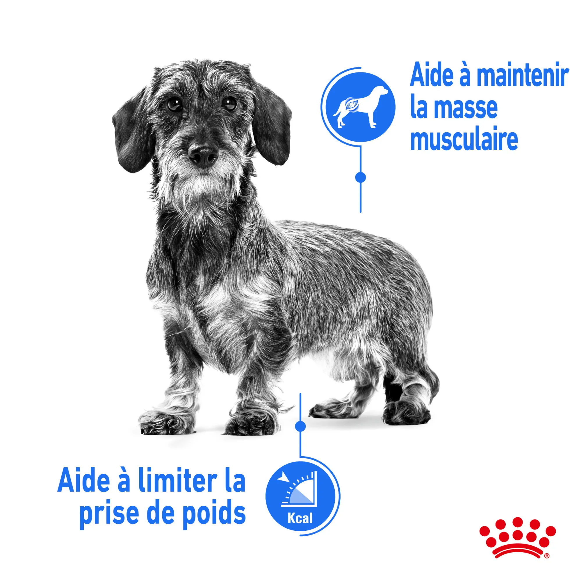 Royal Canin Wet Chien Light Weight Care Mousse - 12 x 85 g