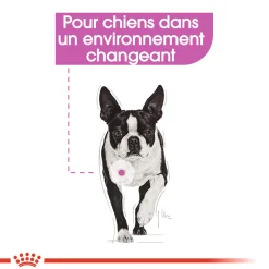 Royal Canin Wet Chien Relax Care Mousse - 12 x 85 g