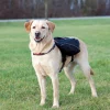 Sacoche de transport pour chien Taille L