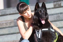 Sangle Y JULIUS K9 taille 1 - 2 - 3