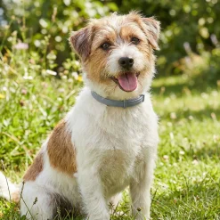 Seresto, collier anti parasitaire pour petit chien