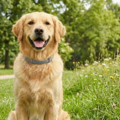 Seresto, collier anti parasitaire pour grand chien