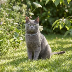 Seresto, collier anti parasitaire pour chat