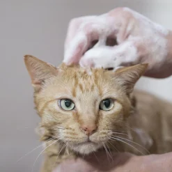 Shampooing chats et chatons 250 ml