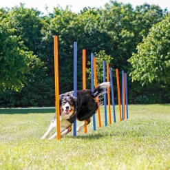 Slalom Agility 12 piquets