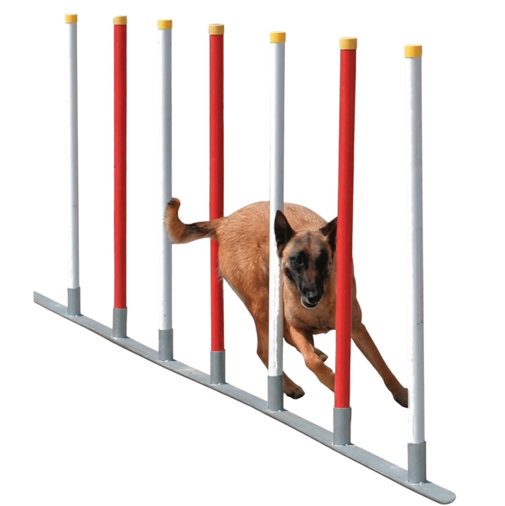 Slalom Agility 12 poteaux, blanc / rouge