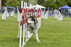 Slalom compétition, Agility K9 Sport