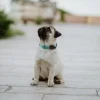 Tickless mini dog black rechargeable
