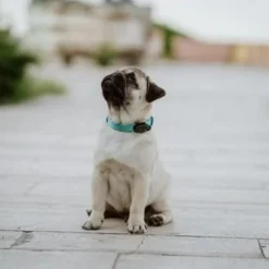 Tickless mini dog black rechargeable