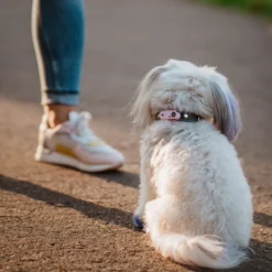 Tickless mini dog black rechargeable