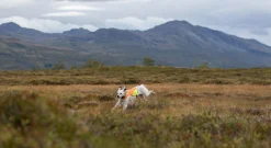 Veste de chasse PROTECTOR COVER - NON-STOP Dogwear - Taille XL