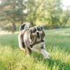 WISHBONE BACON S - BENEBONE