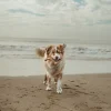 WISHBONE POULET L - BENEBONE