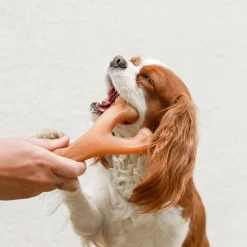 WISHBONE POULET L - BENEBONE